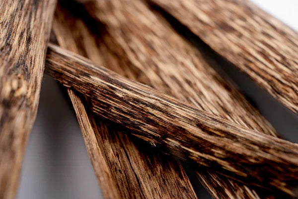 A Journey through the Enigmatic World of Oud with Afnan Perfumes - Afnan Perfumes UAE